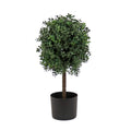 2 ft. Boxwood Single Ball Topiary in Nursery Pot