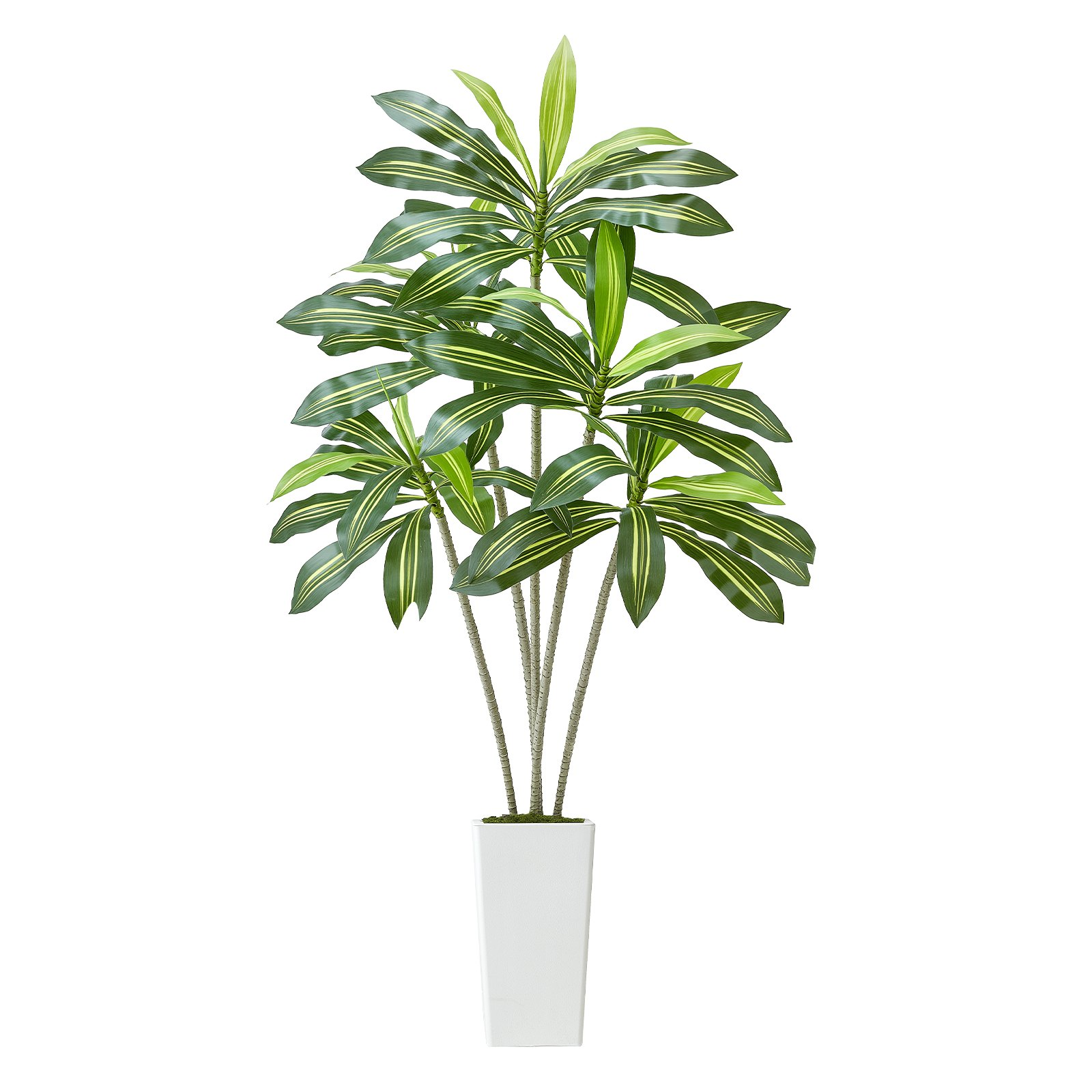 6ft Artificial Dracaena Tree in Pot | Fake Tropical Palm Silk Plant